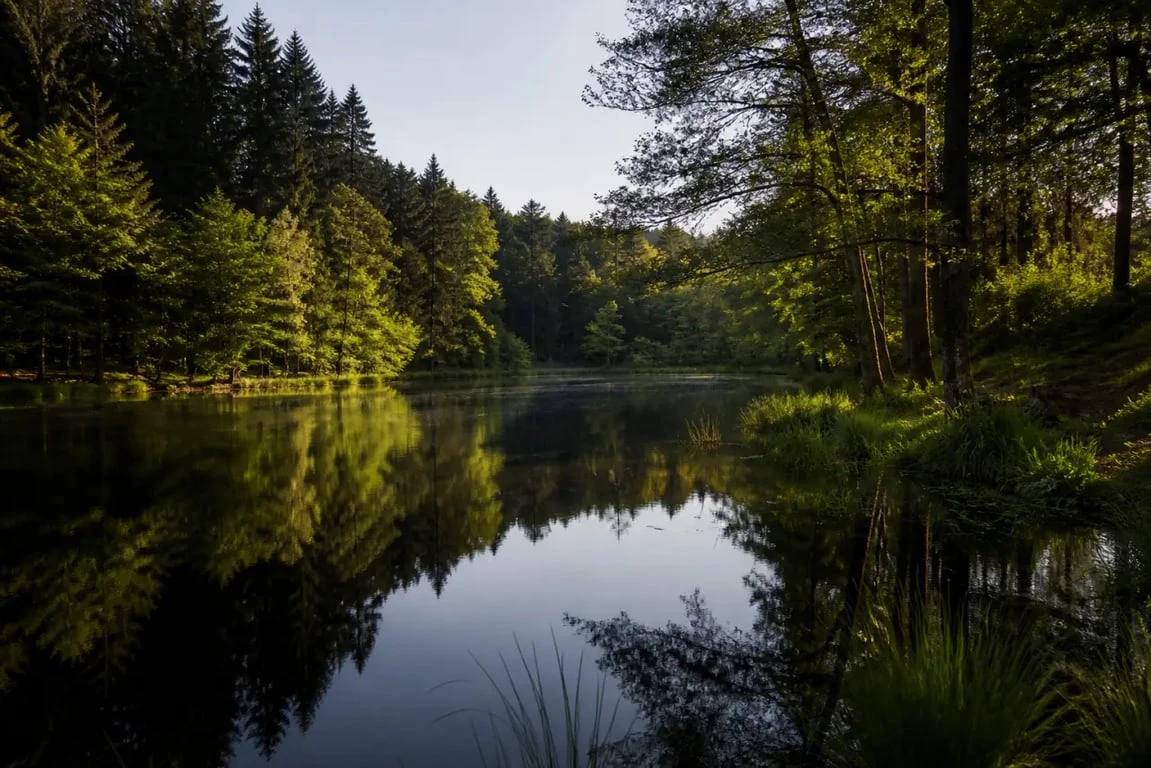Lac de la Goulette Morvan, petit étang forestier paisible entouré d’arbres